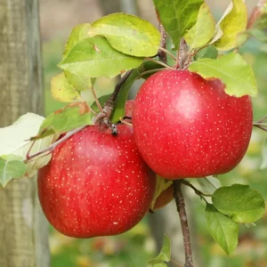 Honeycrisp Apple Tree Plant - Indoor/Outdoor - 24-30 Inches - Red