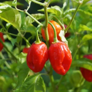 Hot Habanero Pepper Plant 4 Inch Pot Vegetable Plant