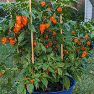 Hot Habanero Pepper Plant 4 Inch Pot Vegetable Plant