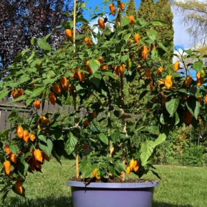Hot Habanero Pepper Plant 4 Inch Pot Vegetable Plant
