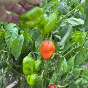Hot Habanero Pepper Plant 4 Inch Pot Vegetable Plant