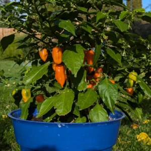 Hot Habanero Pepper Plant 4 Inch Pot Vegetable Plant