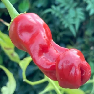 Hot Peter Pepper Plant - 2.5 Inch Vegetable Plant - Unique Chili Pepper