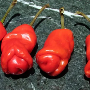 Hot Peter Pepper Plant - 2.5 Inch Vegetable Plant - Unique Chili Pepper