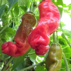 Hot Peter Pepper Plant - 2.5 Inch Vegetable Plant - Unique Chili Pepper