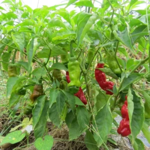 Hot Peter Pepper Plant - 2.5 Inch Vegetable Plant - Unique Chili Pepper