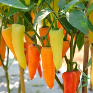 Hot Yellow Wax Pepper Plant 2.5 Inch Vegetable Plant