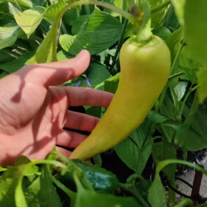 Hot Yellow Wax Pepper Plant 2.5 Inch Vegetable Plant