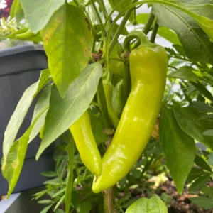 Hot Yellow Wax Pepper Plant 2.5 Inch Vegetable Plant