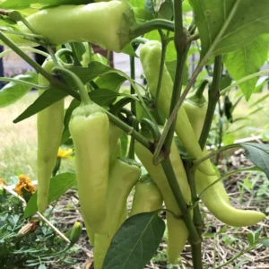 Hot Yellow Wax Pepper Plant 2.5 Inch Vegetable Plant