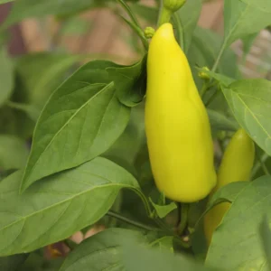 Hot Yellow Wax Pepper Plant 2.5 Inch Vegetable Plant