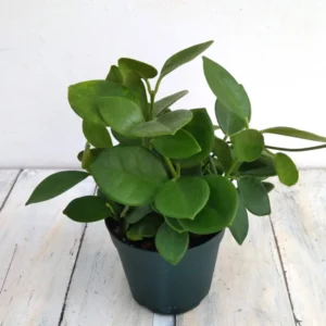 Hoya Australis Lisa Variegated 4 Inch Pot - Live Houseplant for Indoor Decor