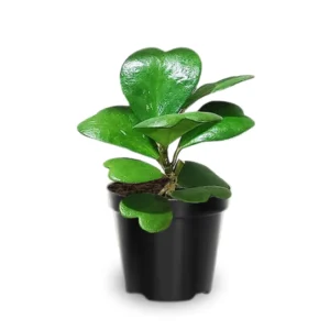 Hoya Australis Plant - Live Houseplant - 2 Inch Pot - Air Purifying Decor