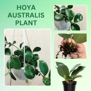 Hoya Australis Plant - Live Houseplant - 2 Inch Pot - Air Purifying Decor