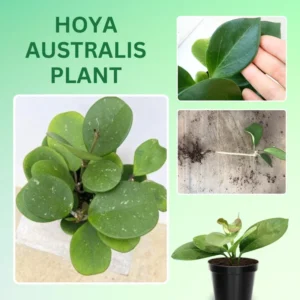 Hoya Australis Plant - Live Houseplant - 2 Inch Pot - Air Purifying Decor