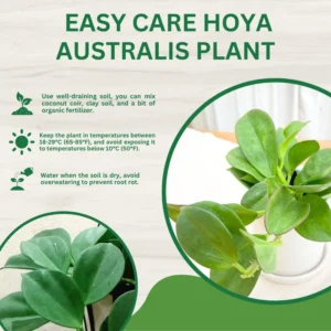 Hoya Australis Plant - Live Houseplant - 2 Inch Pot - Air Purifying Decor