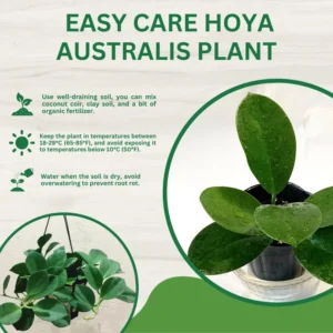 Hoya Australis Plant - Live Houseplant - 2 Inch Pot - Air Purifying Decor