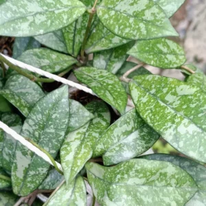 Hoya Crassipetiolata 2 Inch Pot - Live Houseplant Air Purifier