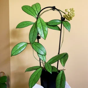 Hoya Crassipetiolata 4 Inch Pot - Live Houseplant - Air Purifying Indoor & Outdoor Décor