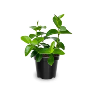 Hoya Cunninghamia Plant 2 Inch Pot - Live Air Purifying Houseplant