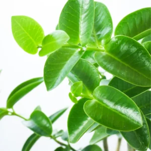 Hoya Cunninghamia Plant 2 Inch Pot - Live Air Purifying Houseplant