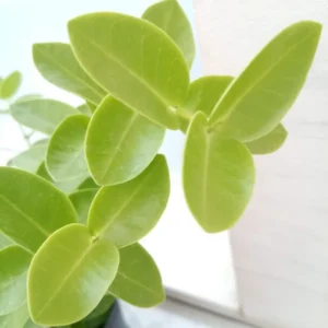 Hoya Cunninghamia Plant 2 Inch Pot - Live Air Purifying Houseplant