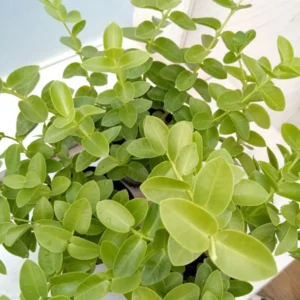 Hoya Cunninghamia Plant 2 Inch Pot - Live Air Purifying Houseplant