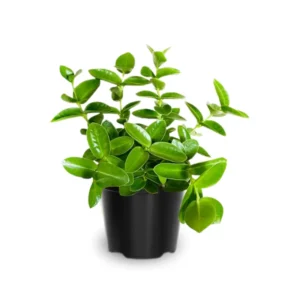 Hoya Cunninghamia Plant 4 Inch Pot - Live Indoor Hanging Houseplant Decor