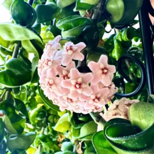 Hoya Hindu Rope Plant, 3 Inch Pot, Live Indoor Hanging Plant Decor