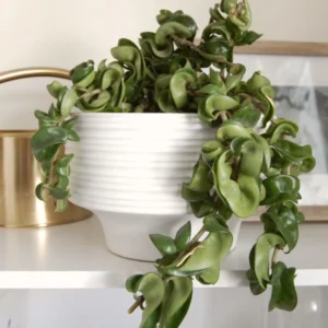 Hoya Hindu Rope Plant, 3 Inch Pot, Live Indoor Hanging Plant Decor