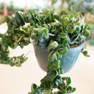 Hoya Hindu Rope Plant, 3 Inch Pot, Live Indoor Hanging Plant Decor