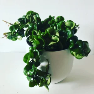 Hoya Hindu Rope Plant, 3 Inch Pot, Live Indoor Hanging Plant Decor