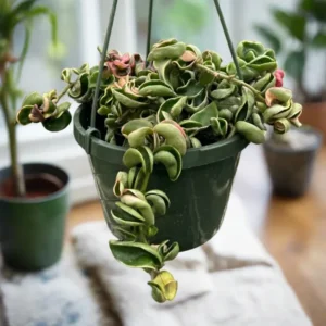 Hoya Hindu Rope Plant, 3 Inch Pot, Live Indoor Hanging Plant Decor