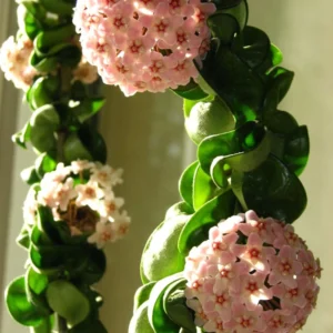 Hoya Hindu Rope Plant - 4 Inch Pot - Live Houseplant - Air Purifier