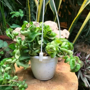 Hoya Hindu Rope Plant - 4 Inch Pot - Live Houseplant - Air Purifier