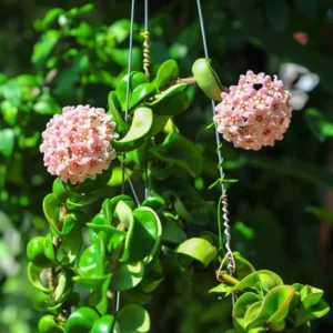 Hoya Hindu Rope Plant - 4 Inch Pot - Live Houseplant - Air Purifier