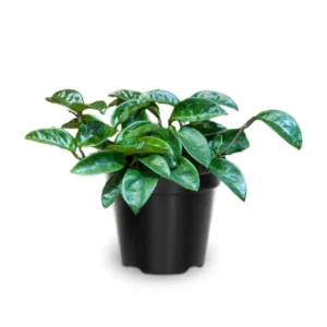 Hoya Krinkle Plant 2 Inch Pot - Live Indoor Hanging Houseplant Decor