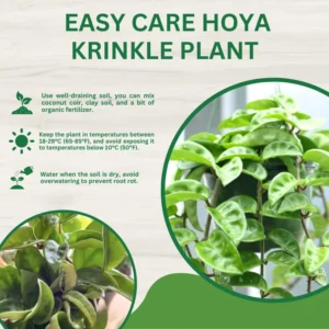 Hoya Krinkle Plant 2 Inch Pot - Live Indoor Hanging Houseplant Decor