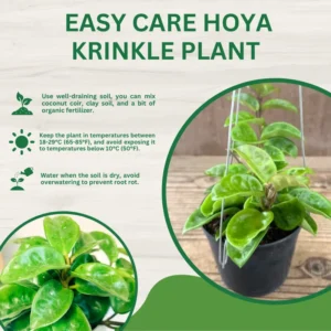 Hoya Krinkle Plant 2 Inch Pot - Live Indoor Hanging Houseplant Decor