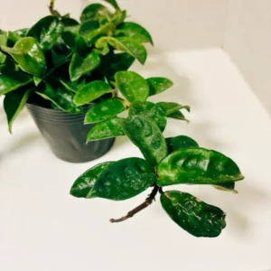 Hoya Krinkle Plant 2 Inch Pot - Live Indoor Hanging Houseplant Decor