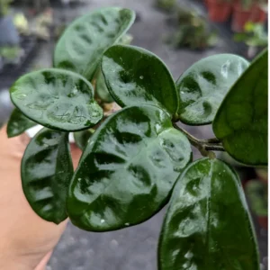 Hoya Krinkle Plant 2 Inch Pot - Live Indoor Hanging Houseplant Decor