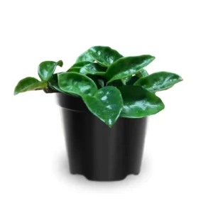 Hoya Krinkle Plant - Live Hoya Carnosa 4 Inch Pot - Indoor Hanging Plant