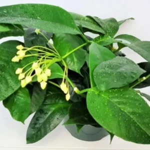 Hoya Multiflora Shooting Star Plant - 4 Inch Pot - Live Houseplant