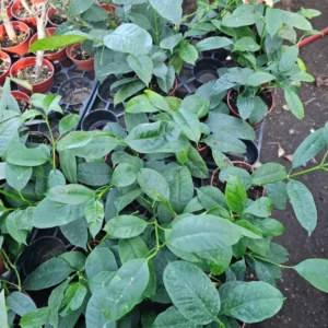 Hoya Multiflora Shooting Star Plant - 4 Inch Pot - Live Houseplant