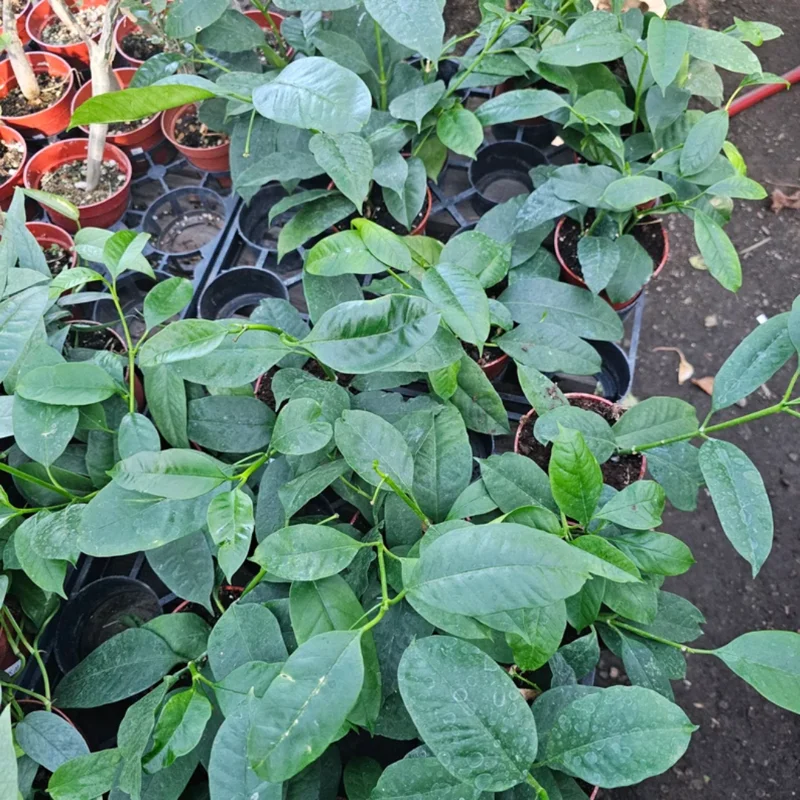 Hoya Multiflora Shooting Star Plant - 4 Inch Pot - Live Houseplant