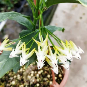 Hoya Multiflora Shooting Star Plant - 4 Inch Pot - Live Houseplant
