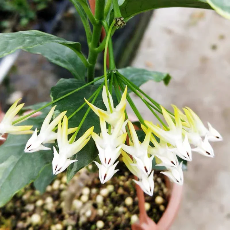 Hoya Multiflora Shooting Star Plant - 4 Inch Pot - Live Houseplant
