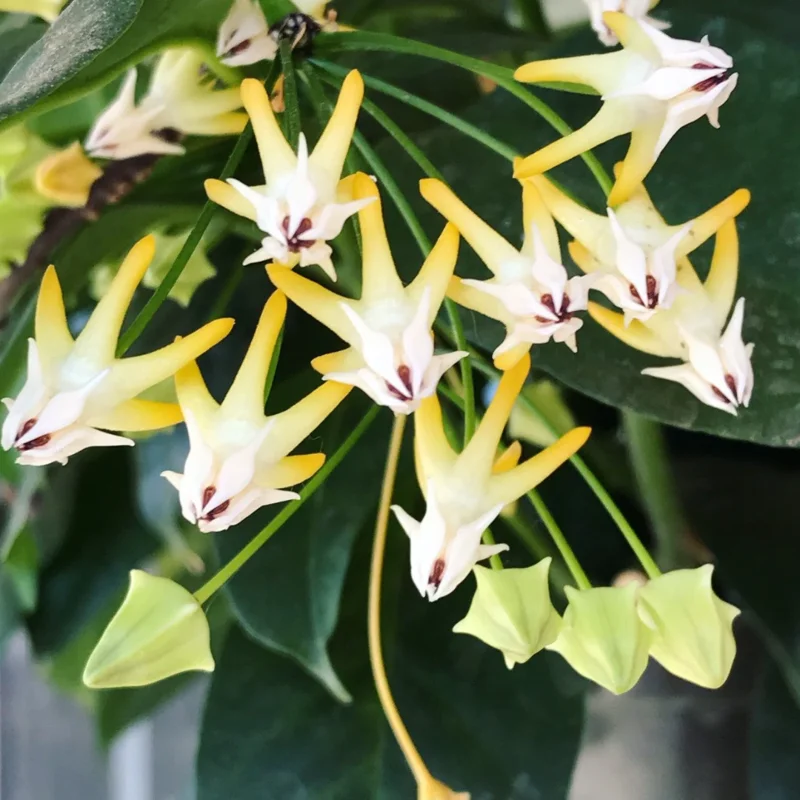 Hoya Multiflora Shooting Star Plant - 4 Inch Pot - Live Houseplant