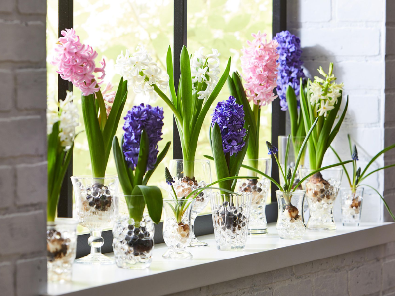 Hyacinth Bulb Vases