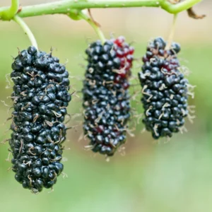 Illinois Everbearing Mulberry Trees - Live Plants 5-9 Inches Tall - Black Fruit